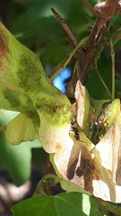 Periphyllus lyropictus