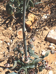 Albuca concordiana