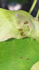 Periphyllus lyropictus