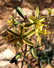 Albuca concordiana