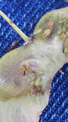 Periphyllus lyropictus