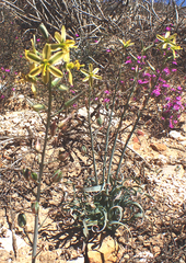 Albuca concordiana