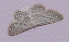 Idaea elongaria