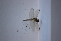 Nephilengys malabarensis