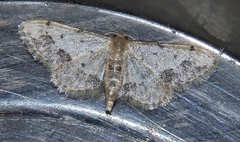 Idaea efflorata