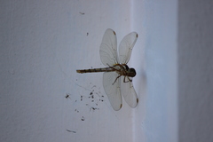 Nephilengys malabarensis