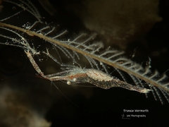 Manipontonia psamathe