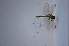 Nephilengys malabarensis