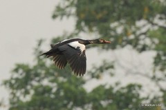 Asarcornis scutulata