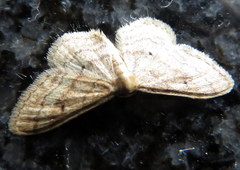 Lamprophaia