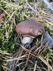 Suillus luteus