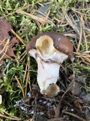 Suillus luteus