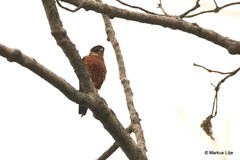 Falco severus