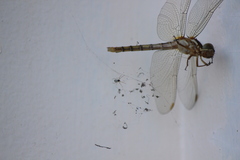 Nephilengys malabarensis