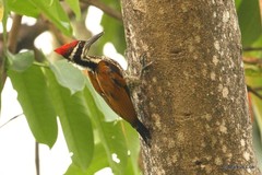 Chrysocolaptes guttacristatus