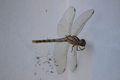 Nephilengys malabarensis