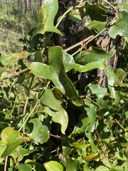 Dioscorea communis