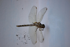 Nephilengys malabarensis