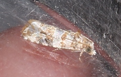 Lobesia botrana