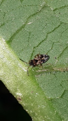 Scolopostethus thomsoni