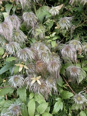 Clematis tangutica