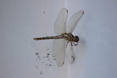 Nephilengys malabarensis