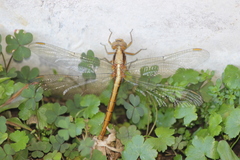 Nephilengys malabarensis