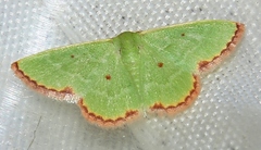 Eucrostes indigenata