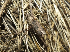 Opigena polygona