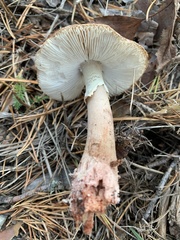 Amanita rubescens