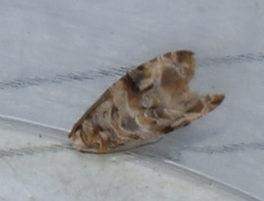 Lobesia botrana