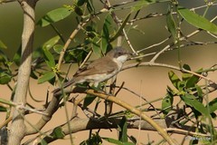 Curruca curruca minula