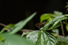 Caltoris cahira austeni