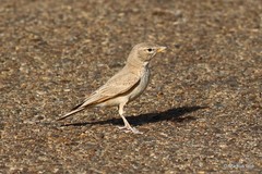 Ammomanes deserti
