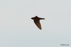 Ptyonoprogne concolor