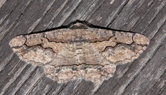 Menophra japygiaria