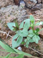Lindernia procumbens