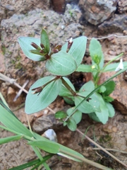 Lindernia procumbens