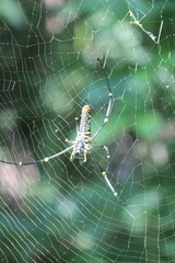 Nephila pilipes