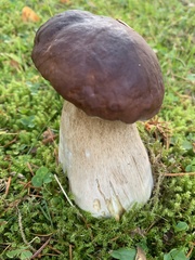 Boletus pinophilus