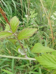 Rubus coreanus