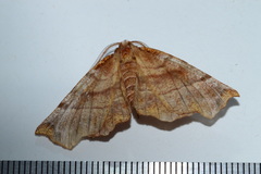 Selenia alciphearia