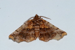 Selenia alciphearia