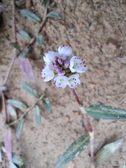 Persicaria criopolitana