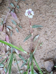 Persicaria criopolitana