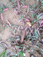 Persicaria criopolitana
