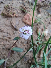 Persicaria criopolitana