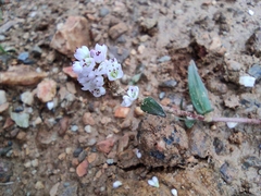 Persicaria criopolitana