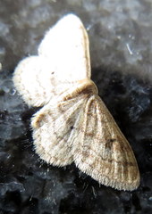 Lamprophaia