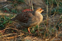 Ortygornis pondicerianus